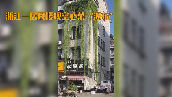 #浙江一居民楼竟现空心菜“瀑布”,#从五楼阳台直垂至一楼,究竟有何奥秘?
浙江金华的一幕令人啧啧称奇:一居民楼五楼阳台上的空心菜竟然如同绿色瀑布般垂落至一楼。这不仅吸引了附近居民的目光,更在网络上引起了广泛讨论。据葛女士介绍,这段壮观景象始于今年夏天,短短几个月内,空心菜从无人问津的小苗成长为长达数十米的绿色“瀑布”。不少网友感叹:“楼下邻居每天开窗,随手一掐就是一盘菜!”更有网友戏称其为“藤藤菜”,赞叹住户种菜技艺高超。
这不仅仅是一场视觉盛宴,更是对植物生长潜能的生动展示。专家指出,空心菜之所以能如此迅速生长,得益于其蔓生特性及强大的自我繁殖能力。从科学角度来看,空心菜的茎节能够长出新的根系,使其能在各种环境中迅速蔓延。因此,只要给它足够的空间和适当的养护条件,空心菜就能展现出惊人的生长态势。