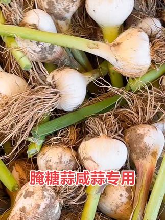 #白皮青蒜