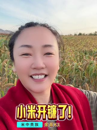 正宗金苗K1,天山小米,开镰收仓了!#天山小米 #金苗k1 #河南燕公子 @燕公子老酱油 @燕公子老陈醋