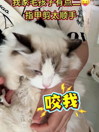 以前剪爪子好愁的上,现在好了#萌宠出道计划 #萌宠 #剪指甲