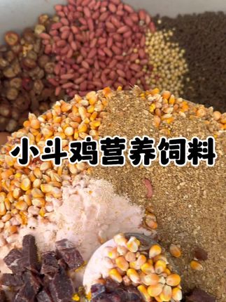 斗鸡#斗鸡爱好者 #斗鸡爱好者 #斗鸡文化