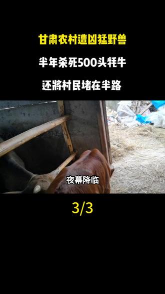 甘肃农村遭凶猛野兽,半年杀死500头牦牛,还将村民堵在半路