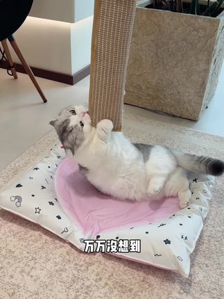 万万没想到,一个添加100%的猫薄荷玩具,居然把我家猫牙垢给磨干净了~#猫薄荷 #猫玩具 #猫咪刷牙 #养猫新手 #萌宠好物
