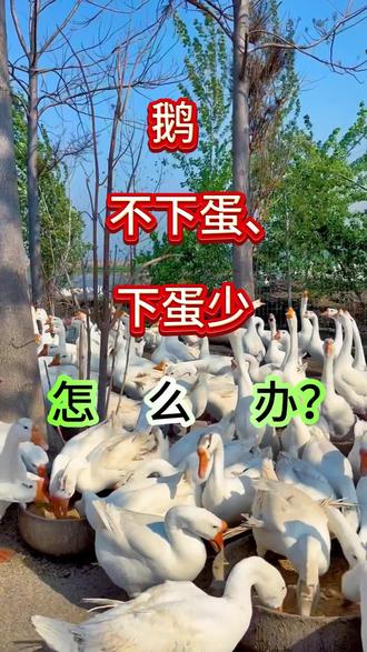 鹅不下蛋,怎么办#养鹅人 #鹅 #农村养鹅 #蛋鹅养殖