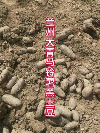 黑土豆含花青素!