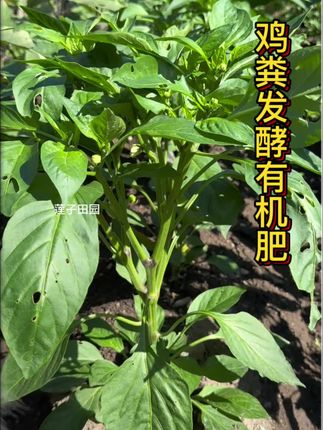 鸡粪 农家肥 肥料 种菜肥料