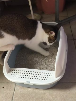 猫砂矿砂除臭20斤装40斤批发10公斤特价膨润土柠檬猫沙10斤装猫咪#宠物用品 #养猫新手 #猫砂 #萌宠好物 #除臭猫砂