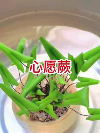心愿蕨好养易活新奇植物办公桌室内桌面小盆栽绿植送礼净化空气#养花小知识 #种植小技巧 #家庭种植 #每日分享 #知识分享