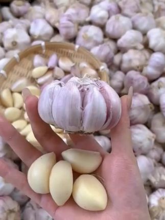 紫白皮干大蒜,皮薄容易剥,辛辣味浓郁,蒜香味十足#创作灵感 #干大蒜 #紫皮大蒜 #强烈推荐 #优质农产品
