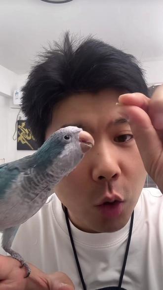 鹦鹉吃什么才好?想要把鹦鹉养的好吃什么好?#鹦鹉 #鸟粮 #饲养员日常 #喂鸟 #鹦鹉好物分享