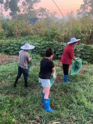 可折叠捕鱼笼,操作简单,收纳方便#农村生活 #新农人计划 #户外捕鱼 #原生态乡村生活 #专业的事情交给专业人去做