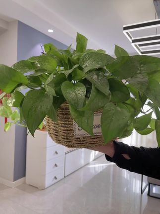 手工编织花篮、内置隔水膜,还是铁艺支撑,不易变形,放绿值,放仿真花,真的太好看了。#草编花篮#软装搭配#花篮#手工编织蓝子 #创作