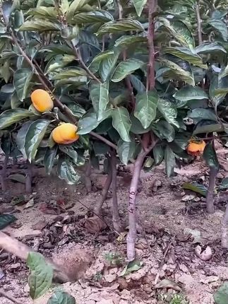 脆甜无渣,无籽无核,盆栽地栽,南北方均可的脆甜柿子,好管理易栽培#果树苗 #果树种植 #脆甜柿子树苗