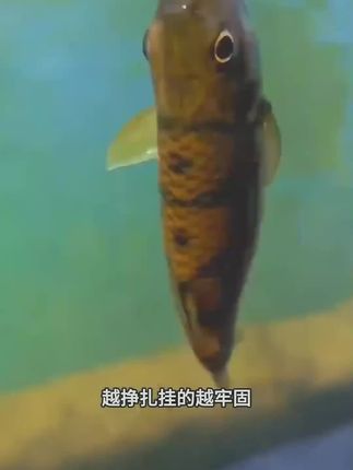 溪流钓线组专用翻转钩小物白条石斑鳑鲏马口三粒漂鱼线鱼钩七星漂#七星漂线组 #溪流钓线组 #七星漂线组套装