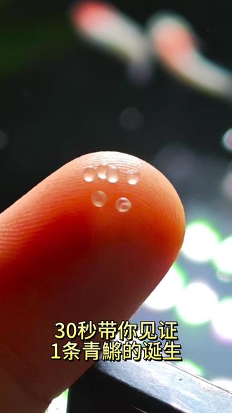 短短的30秒~见证了一条青鱂的出生
历时8天,迎来了我第一批青鱂鱼宝宝的诞生
(依然是25年5月份的存货😋)#真实生活分享计划 #青鱂 #观赏鱼 #萌宠出道计划 #养鱼日记