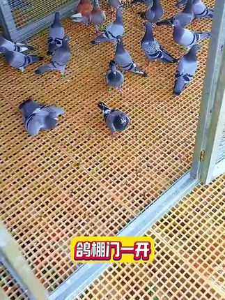 鸽棚门一开、鸽子就冲上天!#鸽子#养鸽子#养鸽人#信鸽赛鸽 #鸽子养殖技术
