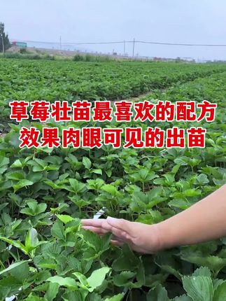 草莓壮苗最喜欢的一样东西,肉眼可见的效果。#草莓种植 #草莓育苗 #农业种植技术 #每植乐花果多