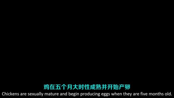 鸡如何交配 / 繁殖?#动物科普