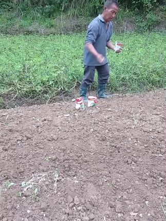 育油菜苗#内容启发搜索