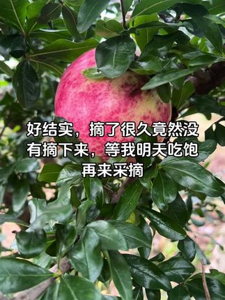 #突尼斯软籽石榴 #新鲜采摘 #水果采摘 #果农 #优质水果