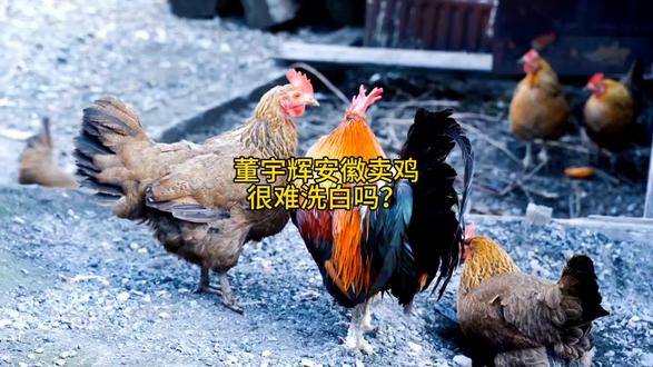 董宇辉安徽卖鸡很难洗白吗?#董宇辉#安徽麻黄鸡#文化传播奖#网络文明先进#阅山河兰知春序