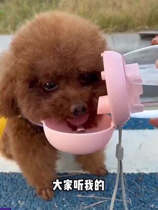 家里毛孩子不喜欢刷牙,洁齿水也是个不错的选择#萌宠好物 #我家毛孩子 #宠物用品 #毛孩子的日常 #泰迪
