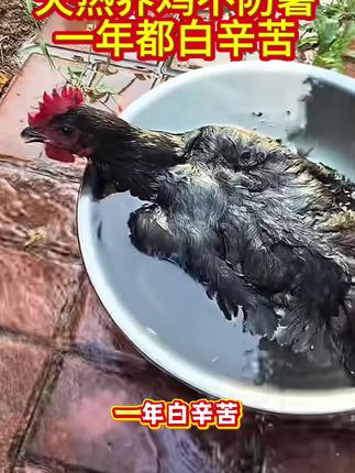 养鸡人