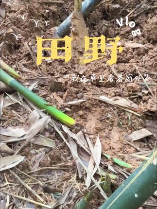 #我的乡村生活 #新鲜竹笋 #新农人 #马蹄笋