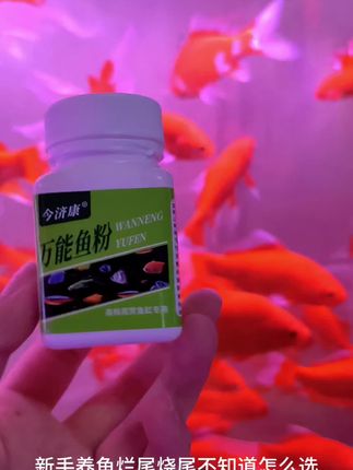鱼缸养鱼必备