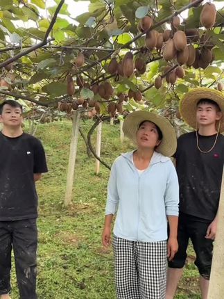 贵州大山里面真好,有吃不完的稻花鱼,还有吃不完的猕猴桃,总算可以实现猕猴桃自由了#猕猴桃自由 #农村生活 #贵州大山里的生活