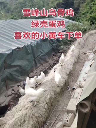 好鸡没有好价格