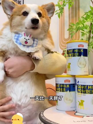 #养狗经验分享 #新手养狗 #幼犬 #小狗喂养方法 #宠物用品