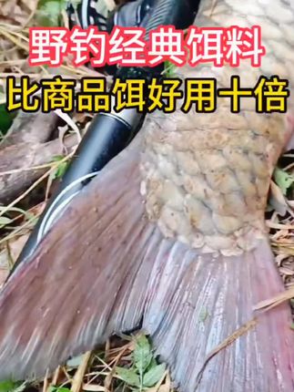 钓鱼饵料搭配#钓鱼的乐趣只有钓鱼人懂 #钓鱼装备