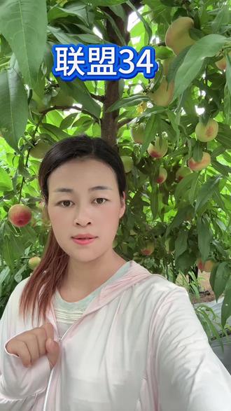 早熟桃中的祖师爷“联盟34”河南新乡母体树的一个生长表现 #三农热门话题 #桃树苗#联盟34 #桃树管理
