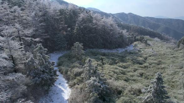 雪后东岗山 行走在冰雪深处
一场大雪过后,四明山仿佛被重新塑形。清晨驱车进山,在白水冲被拦下,道路因结冰封闭,只得折返改走斤岭。盘山公路在雪色中蜿蜒盘旋,山谷与山脊被一层冷白缓缓抹平。抵达岭顶时,通往东岗山的道路同样封冻,于是停下车,把行程交还给双脚。
沿山间小道徒步而上,雪随海拔渐深。林木被冰雪一一勾勒,树叶与松针上的冰凌呈放射状舒展,在光线下闪烁,如无数细小的水晶悬挂于枝头——这是只有严寒才能雕刻出的景象。
云隙间的阳光偶尔洒落,群山骤然明亮,远处山岭线条分明,层层展开,仿佛天地被洗净,只剩轮廓与光。穿过覆雪的树林,又入竹林,雪压枝头,风过时轻响簌簌,整个世界安静得只剩呼吸与脚步。
抵达东岗山天池时,四周皆白,湖水却依旧从容。几只野鸭缓缓划过水面,在冰雪包围中留下一道道柔软的波纹,让这片寒色多了一分生机与温度。
这是一趟被雪改写路线的徒步,却意外走进了冬日最深处的山林。道路可以封闭,而风景从不拒人。原来最纯净的相遇,常常藏在计划之外。