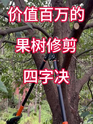 价值百万的果树修剪4字决