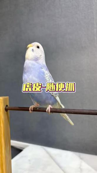 #鹦鹉鹦鹉萌萌哒逗鹦鹉 #鹦鹉小白 #鹦鹉日常 #虎皮鹦鹉 #训鸟高手
虎皮鹦鹉如何练习随便抓?