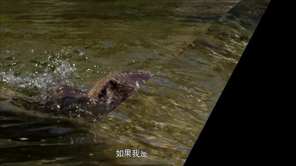 水獭 这是一部儿童科普片,每一集介绍一种野生动物,从动物的外形特征到生活习性、成长和繁殖等,让孩子对这些可爱的动物有一个初步的认识,鼓励小观众对动物和大自然产生浓厚的兴趣。#水獭 #保护野生动植物守护生态家园 #动物 #动物科普