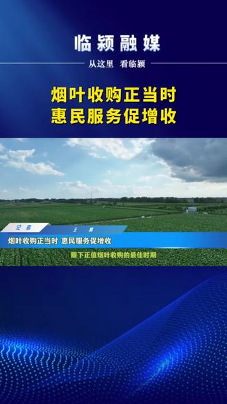 烟叶收购正当时 #烟叶 #烟草 #临颍