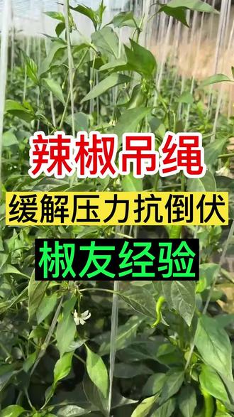 辣椒吊绳技术#辣椒种植 #农业种植 #抖音助农 #抖音新农人 #新农人计划2023