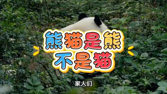 熊猫是熊不是猫#熊猫国宝 #保护大熊猫 #动物科普