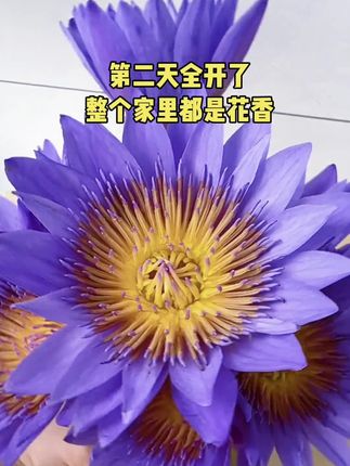 #睡莲鲜花 #睡莲花 #鲜切花 #鲜花 #室内花卉