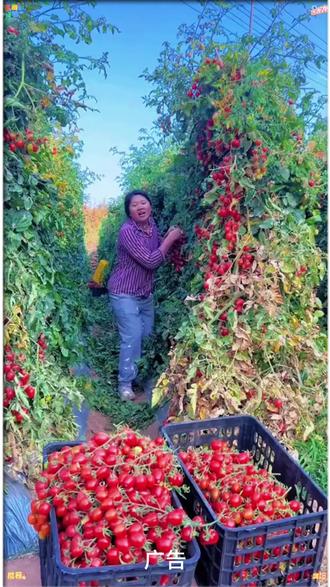 一次能吃一盆的圣女果小番茄,每一颗粒板目前红通通的又脆又甜! #番茄 #小番茄 #圣女果 #串番茄 #千禧圣女果