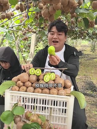 #全进华 华仔推荐的这个徐香猕猴桃在陕西的这个位置,我跟你说种植出来的猕猴桃呢,得天独厚的一个地理位置,因为天气,他这个猕猴桃的一个糖分就开始沉淀了。所以说你买回家呢放熟之后一吃,那口感真的是回味无穷。#徐香猕猴桃 #猕猴桃#迈合村 #猕猴桃