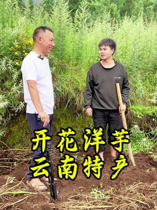 #助力乡村振兴 #助力三农 #我为家乡农产品代言 乡村振兴战略的第一要务是产业振兴,只有产业振兴了人民群众才会致富,有了好产品也要有好销路,云南巧家大山深处的代表性农特产品,高海拔山区开花洋芋,可以说是自然生长成熟天然无污染,色香味俱全,产销食热门。。