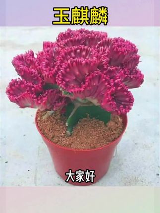 玉麒麟盆栽带盆带根室内客厅办公桌面招财摆件花卉红麒麟多肉植物