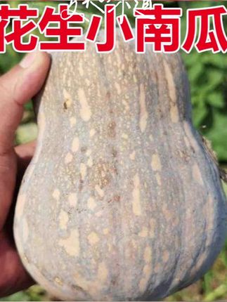 小金香不一样的味道#新鲜采摘 #贝贝南瓜 #快来一起尝个鲜 #三农 #软糯香甜