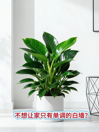 10来块想分享的精致小森林#精品盆景 #花卉绿 植 #室内盆栽 #爱生活爱养花#好物推荐#室内盆栽