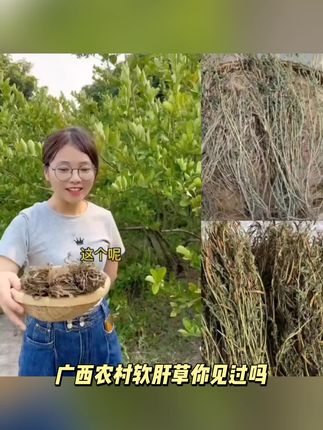 广西农村软肝草100g-500g新货软肝草铁甲草 益干草叶菜正宗软肝草