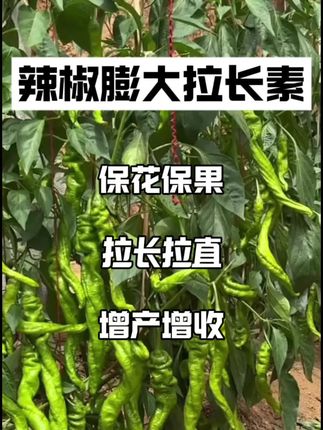 #辣椒 #辣椒种植 #辣椒高产种植